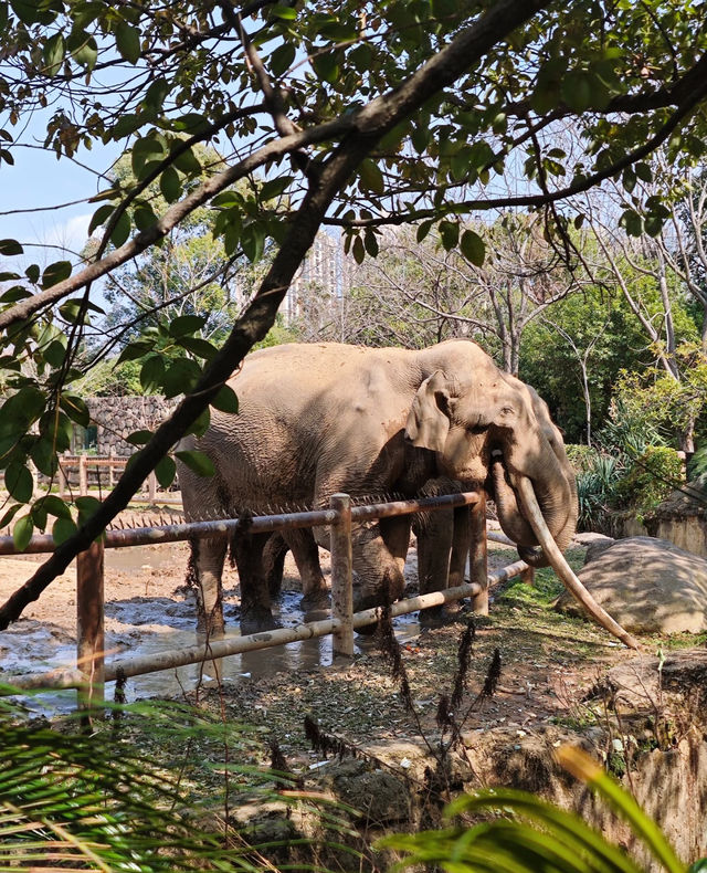 動物園隱藏玩法大賞