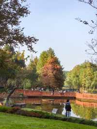 紅杉漸染,來鄞州公園一期邂逅初冬限定浪漫
