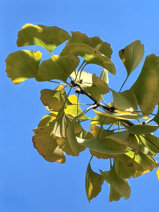 看銀杏葉啦 看銀杏葉啦