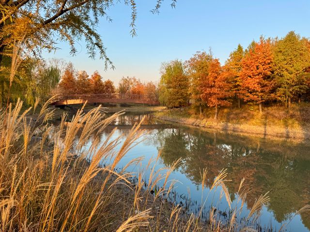 上海賞秋寶藏地三林紅杉林氛圍感拉滿！