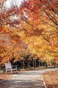 上海秋日私藏3 個小眾賞秋地人少出片不踩雷