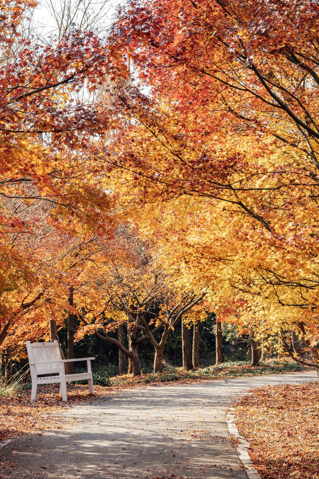 上海秋日私藏3 個小眾賞秋地人少出片不踩雷 上海秋日私藏3 個小眾賞秋地人少出片不踩雷