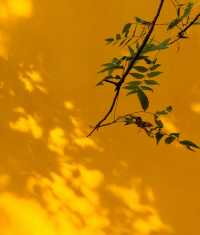 南京櫻花天花板！絕美古剎賞春攻略