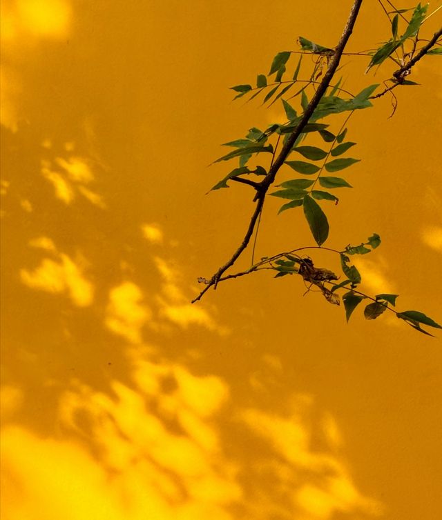 南京櫻花天花板！絕美古剎賞春攻略