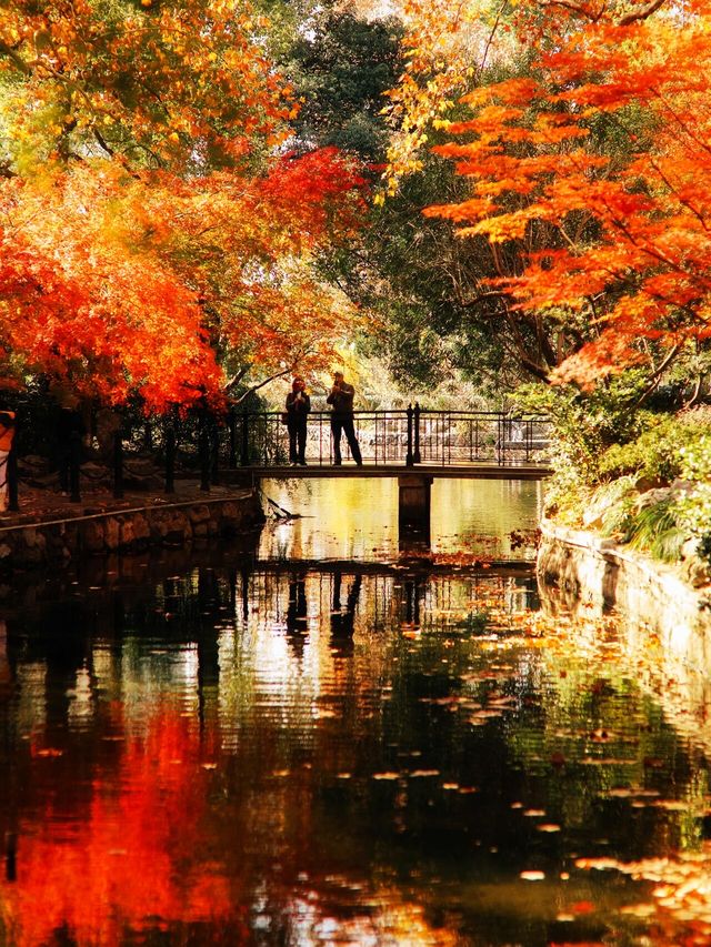 12.6速衝上海小眾公園的楓葉殺瘋了｜附攻略