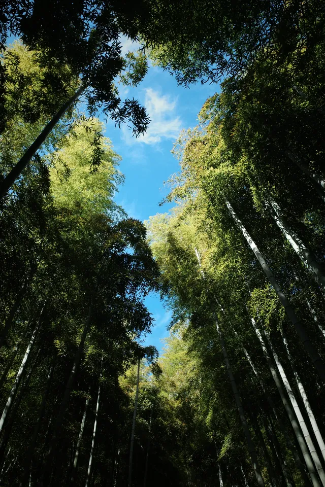 莫干山蔣公古道反穿10KM|楓葉超美 莫干山蔣公古道反穿10KM|楓葉超美