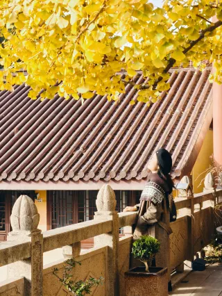 11.27 실시간! 무석의 고사 은행나무가 정말 미쳤어요!!