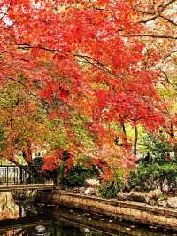 上海魯迅公園｜初冬限定！這片紅楓林美到窒息