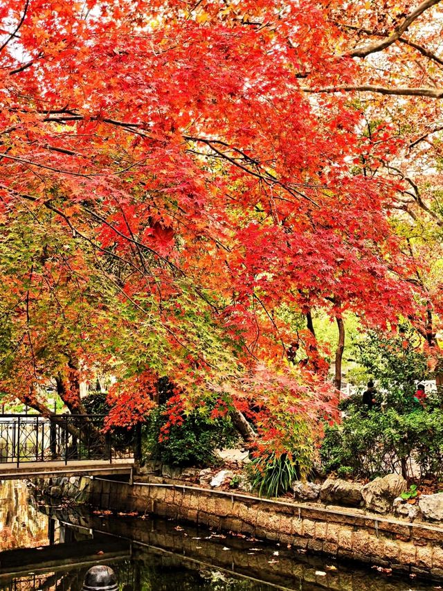 上海魯迅公園｜初冬限定！這片紅楓林美到窒息