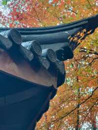 上海超冷門的絕美賞秋公園,免費開放卻鮮為人知!