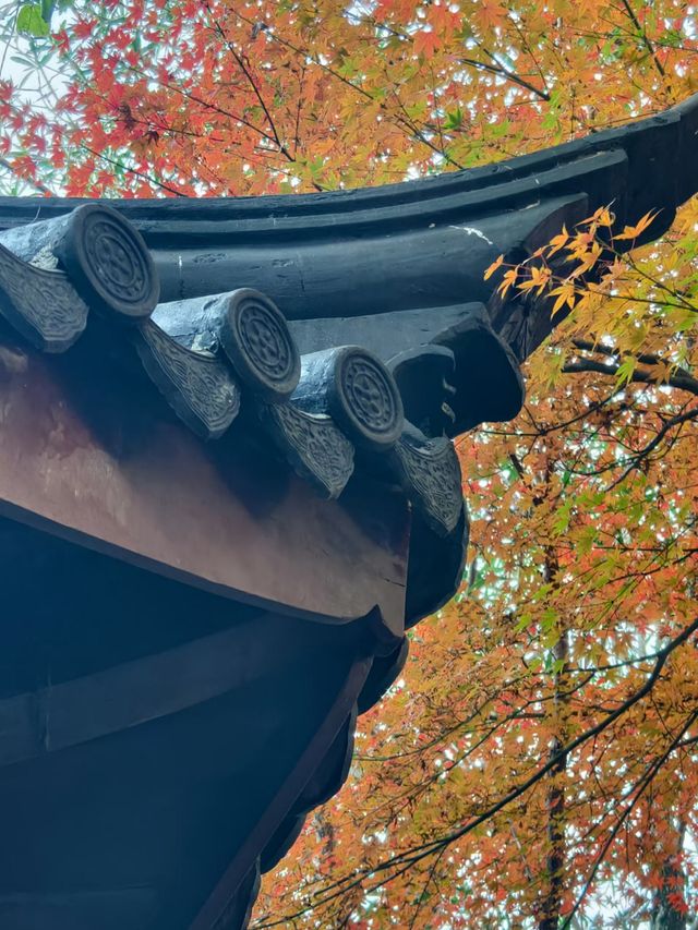 上海超冷門的絕美賞秋公園,免費開放卻鮮為人知! 上海超冷門的絕美賞秋公園,免費開放卻鮮為人知!