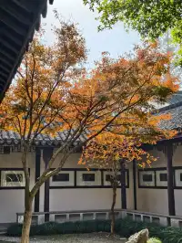 看我用手機記錄鹽官最濃的秋色附機位版