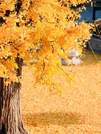 都給我衝，上海賞秋怎能少了這顆千年古銀杏