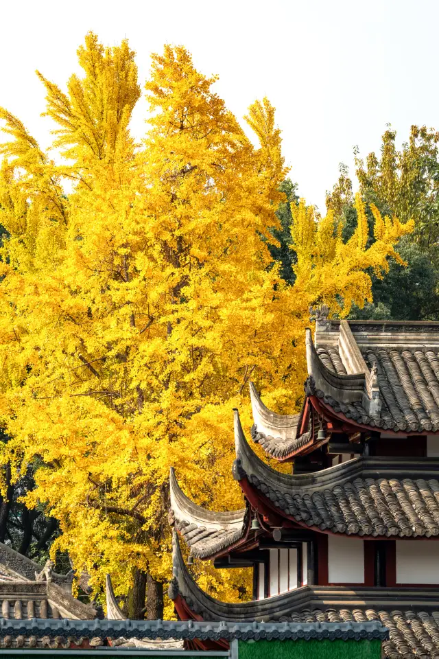 Chengdu Ginkgo Season|Top Autumn Attraction! Wenshu Monastery Red Walls and Golden Leaves Check-in Guide