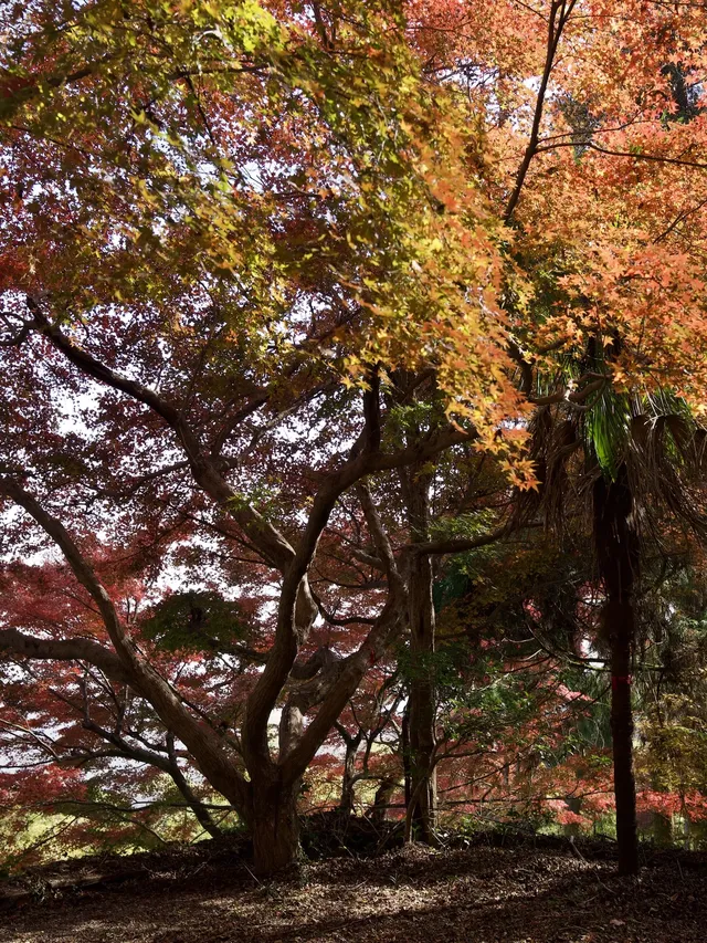 算了，和你們沒來過雄莊的人說不清楚