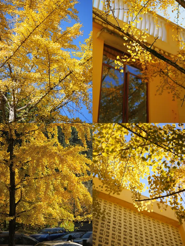 韶關南雄·帽子峰銀杏