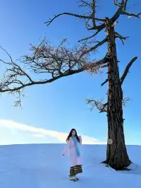 白哈巴絕美打卡機位合集（附地址…