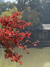 一座公園愛上一座城|我見到駱賓王詩裡的鵝