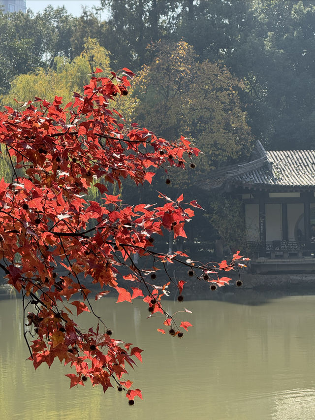 一座公園愛上一座城|我見到駱賓王詩裡的鵝 一座公園愛上一座城|我見到駱賓王詩裡的鵝