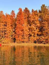 上海版「阿勒泰」｜水杉林美到窒息