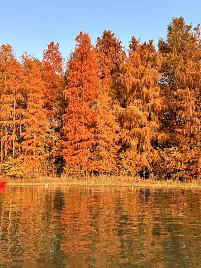 上海版「阿勒泰」｜水杉林美到窒息
