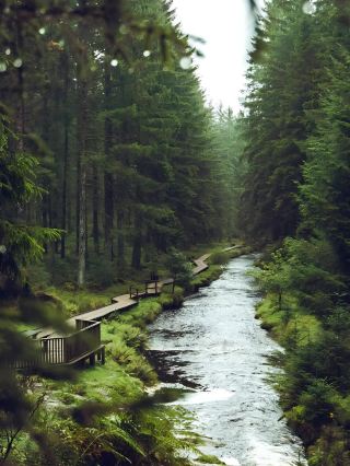 สวรรค์ของนักเดินป่าในสหราชอาณาจักร Hafren Forest