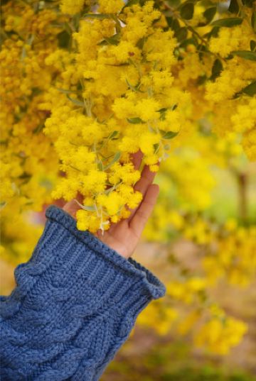 This city is a healing place with silk tree flowers