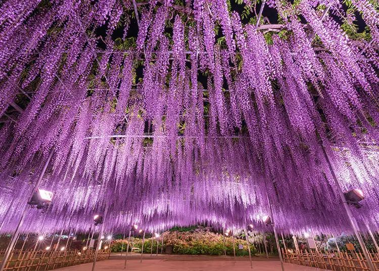 Taman Bunga Ashikaga: Festival Wisteria 2026