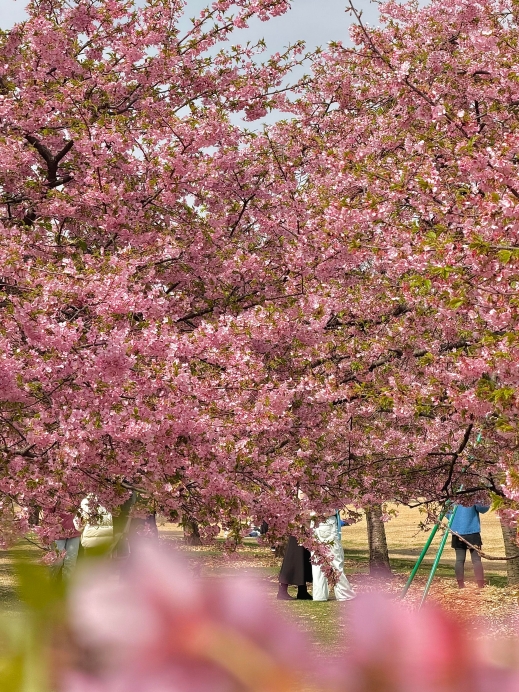 2026 Chenshan Botanical Garden Cherry Blossom Ultimate Guide