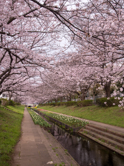 2026年 江川せせらぎ緑道お花見おすすめ| Trip Moments