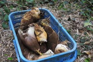 Zhishan Sightseeing Bamboo Shoot Garden Picking Experience