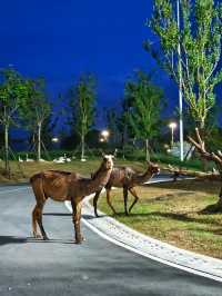 巨新！武漢1h，夜間動物城自駕投喂，被包圍