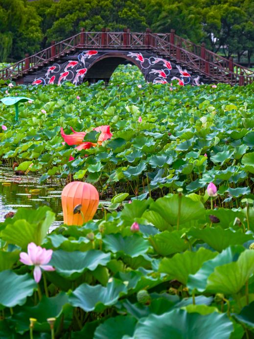 江浙沪最大の蓮の花公園、千メートルの桟橋、没入型の蓮鑑賞！ | Trip
