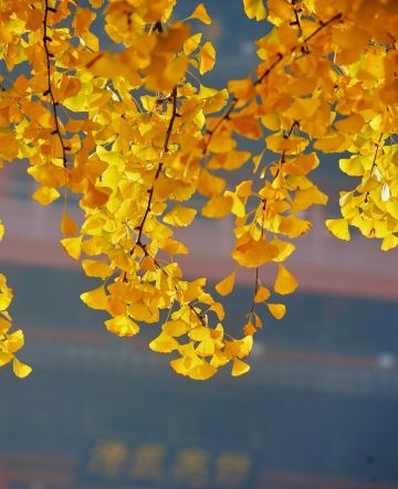 Autumn in Hefei is too short! The ginkgo trees at Qingfeng