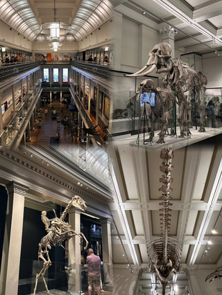 Sydney's free hidden gem | Australia's oldest museum, don't just visit the Opera House