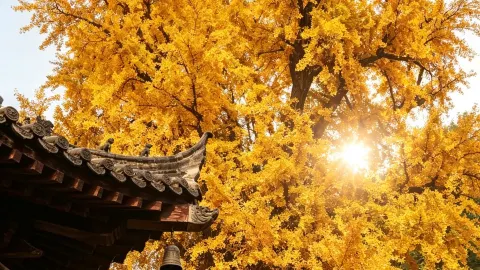 Autumn vibes hidden in the ruins — traveler post in Xi'an