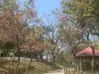 走進漂亮繡球花海 元朗公園