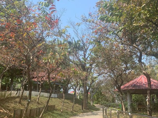 走進漂亮繡球花海 元朗公園