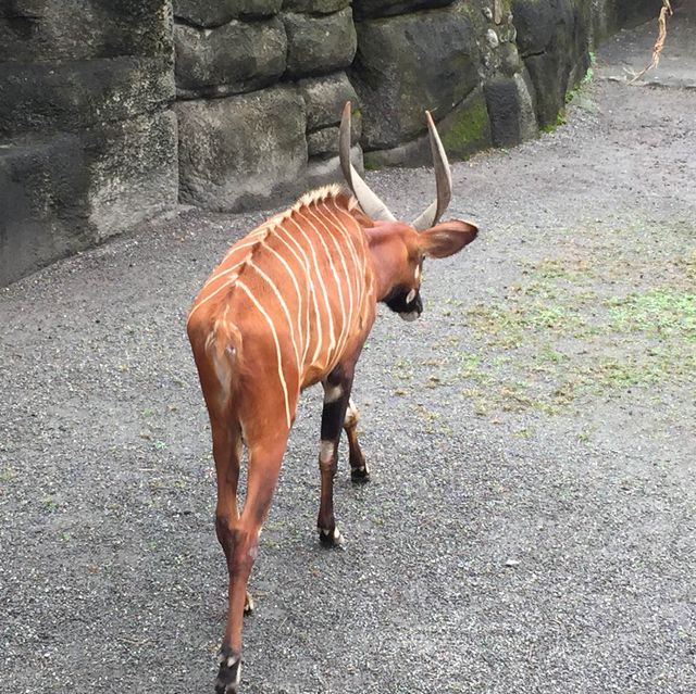 台灣開關親子遊😍台北半日市立動物園