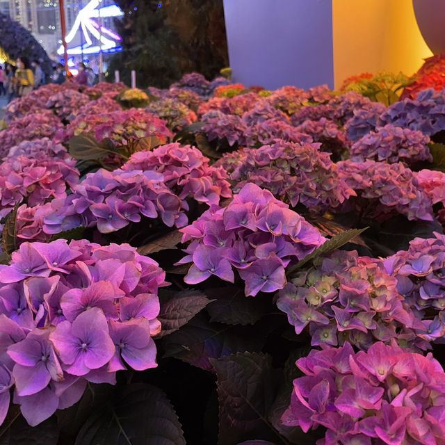 返嚟啦，返嚟啦，2023香港🌸🌹🌻花卉展覽