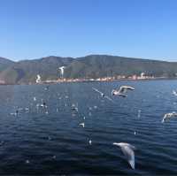 【昆明】船に乗らず湖の岸からカモメに餌をあげられます