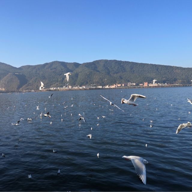 【昆明】船に乗らず湖の岸からカモメに餌をあげられます 【昆明】船に乗らず湖の岸からカモメに餌をあげられます