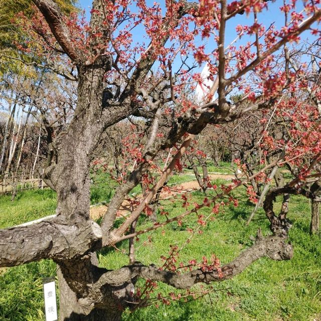 万博記念公園　桜まつり　梅林・桜開花状況