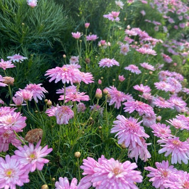 Flora Park: flowers paradise 🤩