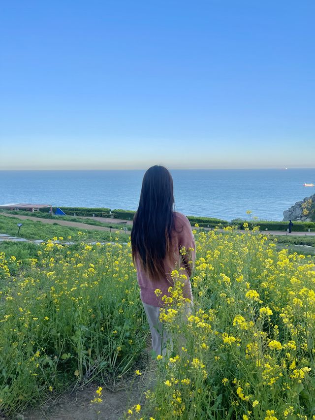 오륙도 해맞이공원 유채꽃밭, 봄과 여름에 가장 예쁜 곳 💚