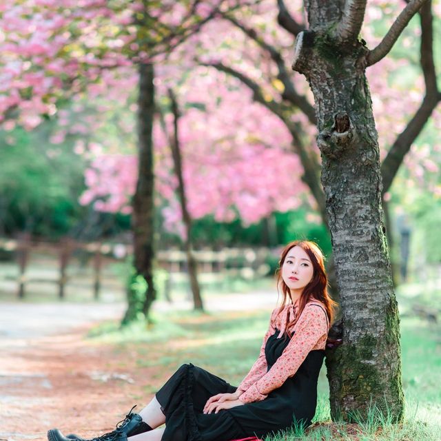 대구근교 데이트코스 겹벚꽃길 추천