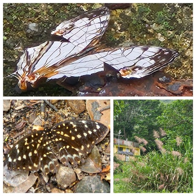 天陰輕鬆行👣鶴藪水塘>沙羅洞>鳳園