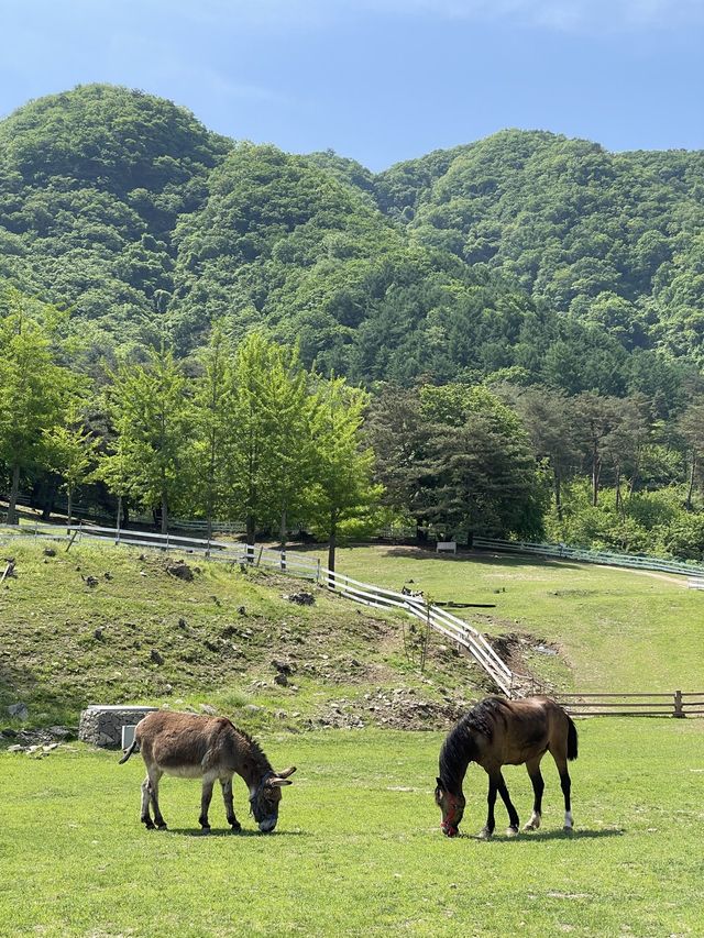 강원도 알프스는 어디? 춘천 해피초원목장🌿