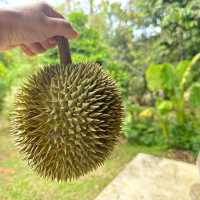 ตะลุยกินทุเรียนหน้าสวน จ. พังงา