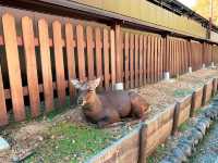 สวนกวางนารา Nara Park 🦌